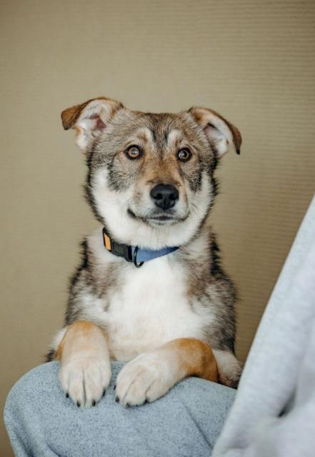 Манка Щенятник